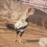 لاری و بوقلمون|حیوانات مزرعه|سلماس, |دیوار