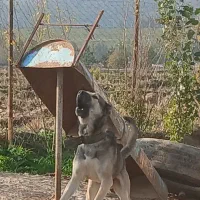 سگهای نگهبان سراب پژدر|سگ|علی‌آباد کتول, |دیوار