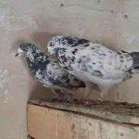 کفتر جفت دستپرقوچی|پرنده|فردیس, داوری|دیوار