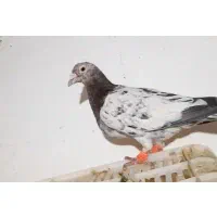 سرور هفت رنگ