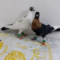 کبوتر