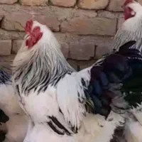 تخم برهما غول پیکر وارداتی لایت کلاسیک رومانیایی