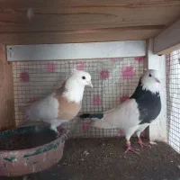 کفترفروشی|پرنده|کاشان, فاز ۲ ناجی آباد|دیوار