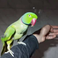 پرنده طوطی ملنگو