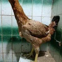 مرغ لاری کرکشو|حیوانات مزرعه|رشت, استقامت ۱|دیوار