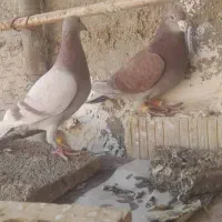 قوره ای پیازی