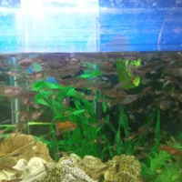 گوپی سنگاپوری مولد و بالغ