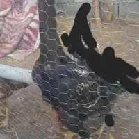 یک عددجوجه لاری اصل