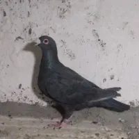 ۷عددکفتر