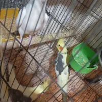 عروس هلندی سخنگو