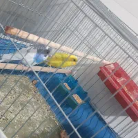 جفت مرغ عشق با قفس