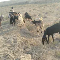 بز وبزغاله ملاثانی