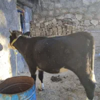 تلیسه، سویسی، اصل