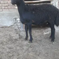 قوچ شیشک قره چال50|حیوانات مزرعه|سلماس, |دیوار