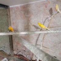 قناری های سالن|پرنده|قیدار, |دیوار