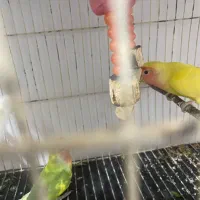 کوتوله|پرنده|زابل, |دیوار