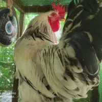 خروس محلی جوان و درشت