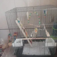 عروس.هلندی آهویی|پرنده|اردستان, |دیوار