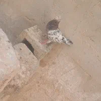 کبوتر دورگ رامشیر|پرنده|اهواز, آریاشهر|دیوار
