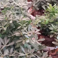 گل میخک وسانسوریا|گل و گیاه طبیعی|مشهد, گلشور|دیوار