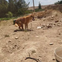 سگی