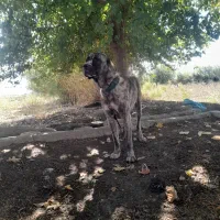 سگ گمشده به یابنده مژدگانی خوبی داده میشود