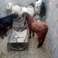 کره محلی از 8کیلو گوشت تا 15|حیوانات مزرعه|زرند, |دیوار