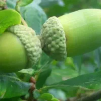 بلوت مازو دار