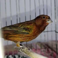 قناری نر|پرنده|ایلام, |دیوار