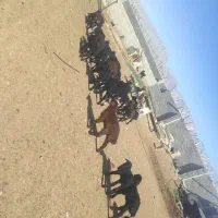 میش|حیوانات مزرعه|شیراز, لب آب|دیوار