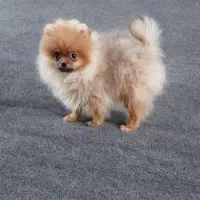 سگ‌پامر،پامرانین خرسی نر‌،پاکوتاه،فانتزی،اپارتمانی|سگ|تهران, اوقاف|دیوار