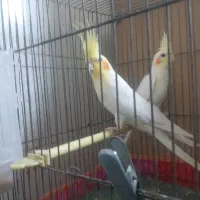 جفت مولدعروس هلندی لونیتیوباپنج جوجه وقفس وتجهیزات|پرنده|مراغه, |دیوار