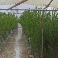 فروش باغ میوه