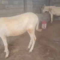 الاغ یا خر