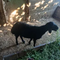 بره قوچی قزل
