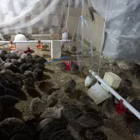 بلدرچین|حیوانات مزرعه|خمینیشهر, |دیوار