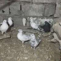 کبوتر|پرنده|مشگین شهر, |دیوار