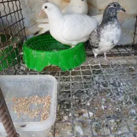 کبوتر جوانه جوجهفروشی معامله