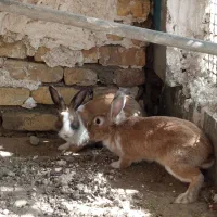 فروش یک جفت خرگوش سالم ۸۰۰|موش و خرگوش|میناب, |دیوار