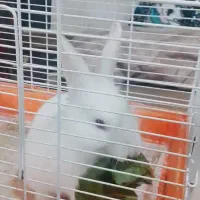 خرگوش سر حال شیطون|موش و خرگوش|بروجرد, |دیوار