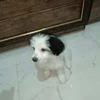 سگ شیتزو کراس|سگ|شیراز, کرونی(خاتونک)|دیوار