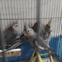 چهار عدد عروس هلندی تازه دانه خور شده