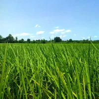 فروش شالیزار6هکتاری نزدیک به خیابان اصلی