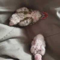 جوجه گرینچیک