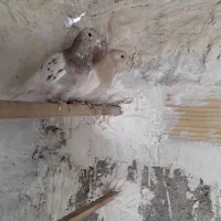 دو عدد کبوتر پرشی زردی و سرور نر و ماده خارجی|پرنده|بهارستان, |دیوار