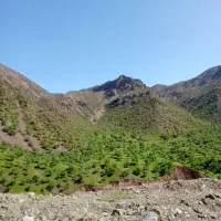 جایگاه زنبور الیگودرز
