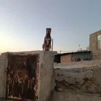 گم شده|حیوانات|سنقر, |دیوار