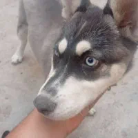 توله هاسکی اصل