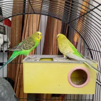 پرنده گان اهلی خوب|پرنده|بومهن, |دیوار