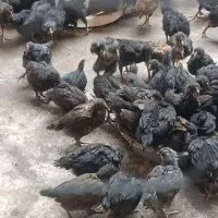 جوجه مرغ مشکی